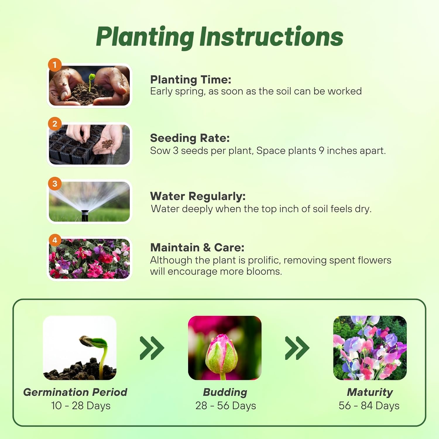 Sweet Pea Sugar n Spice Planting Directions