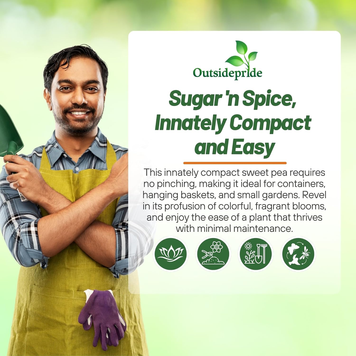 Sweet Pea Sugar n Spice Seeds