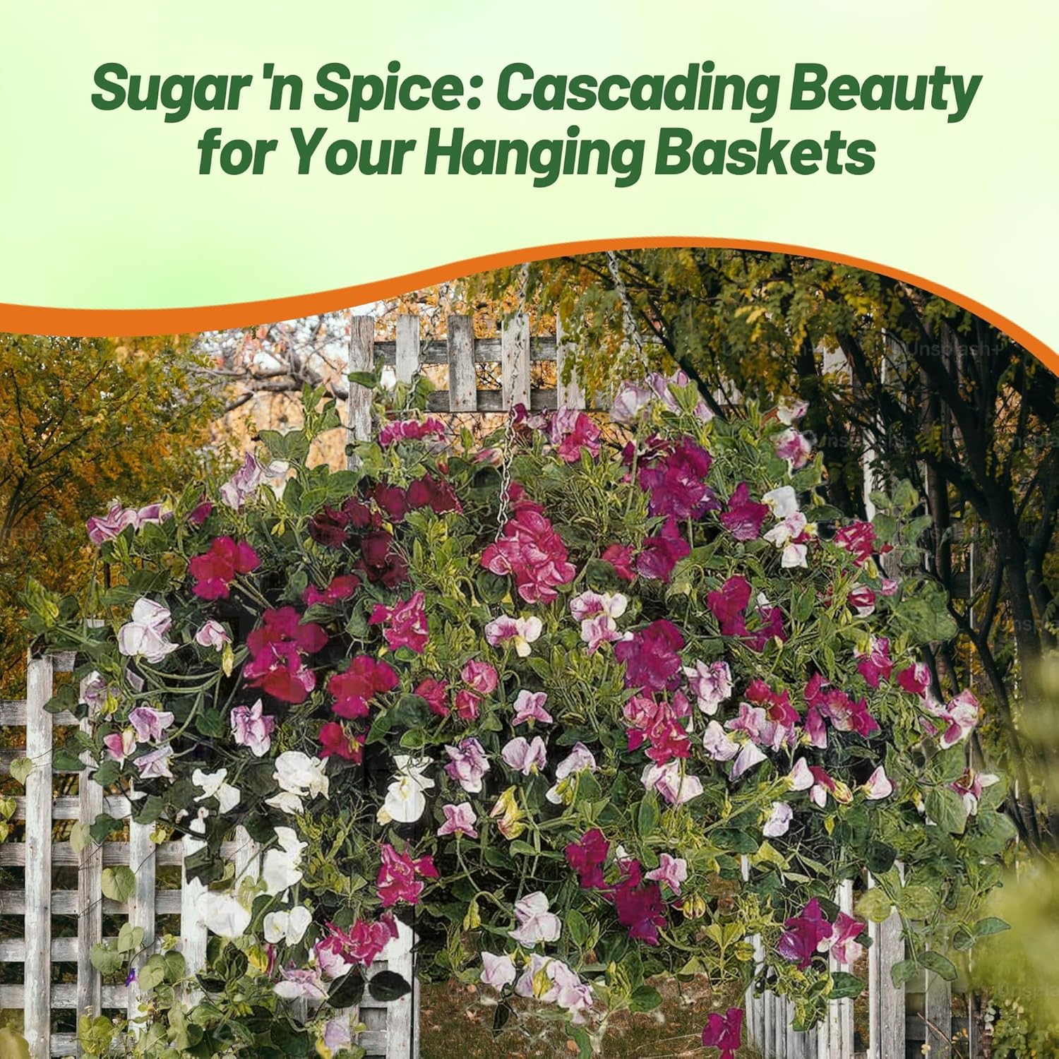 Sweet Pea Sugar n Spice Flower Garden