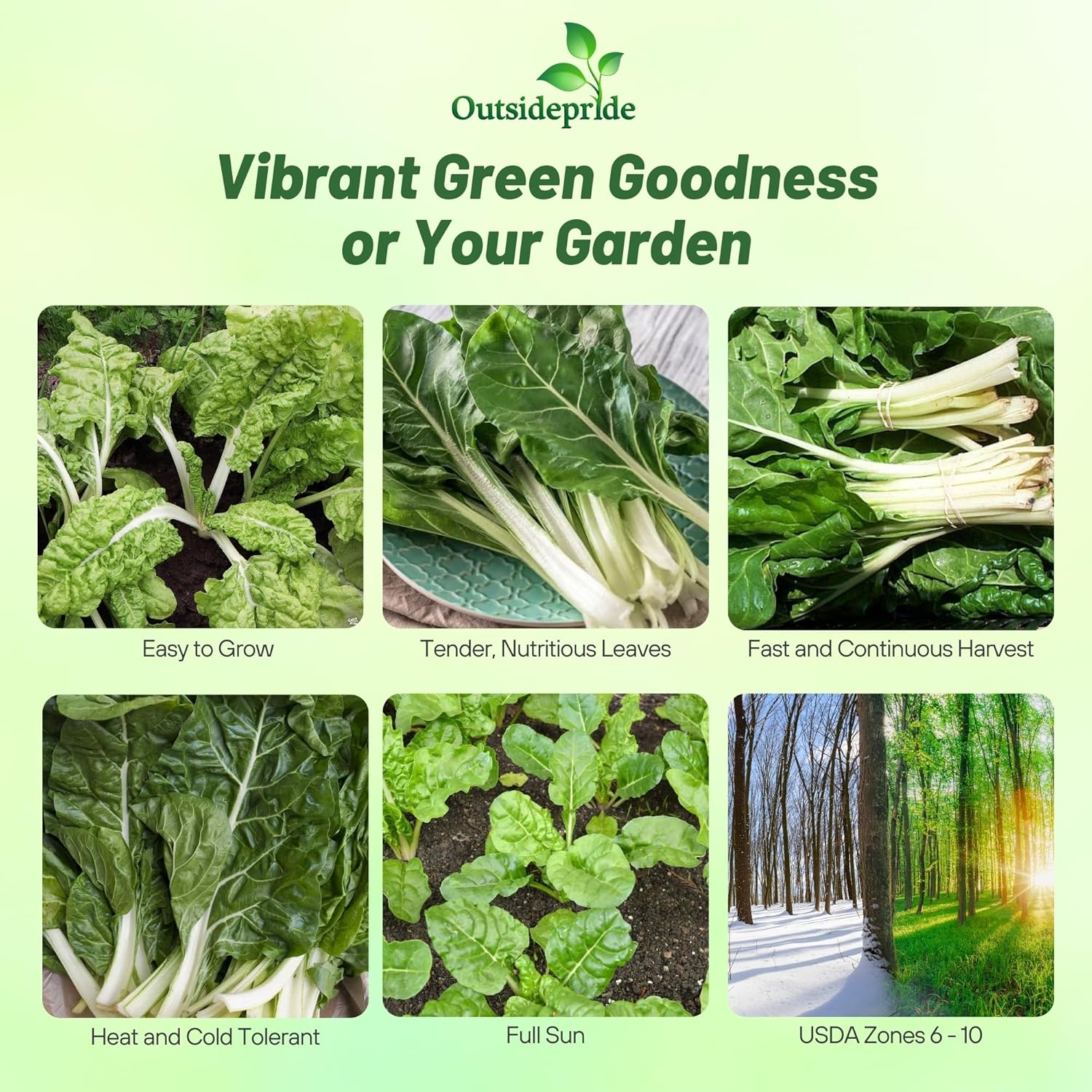 Swiss Chard Green Vegetable Garden