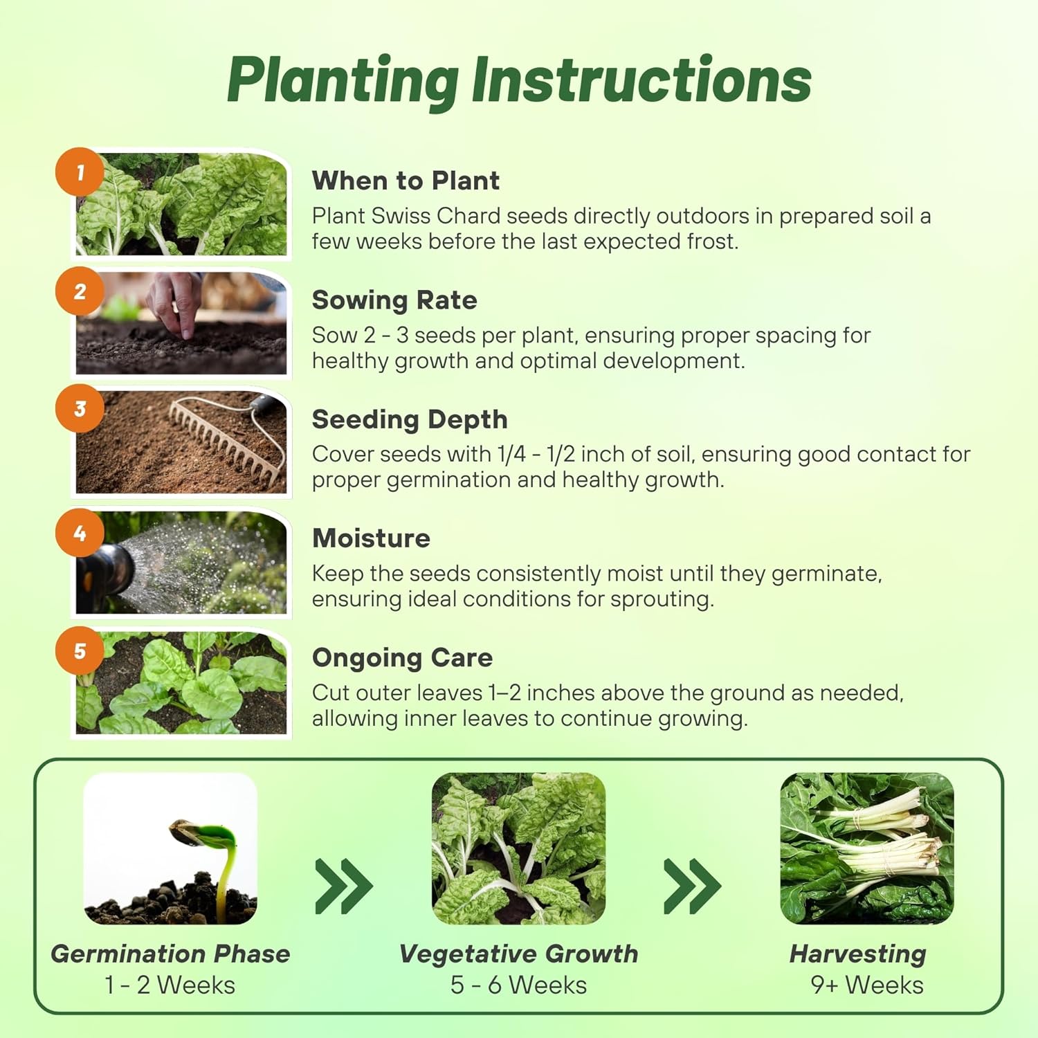 Swiss Chard Green Planting Directions