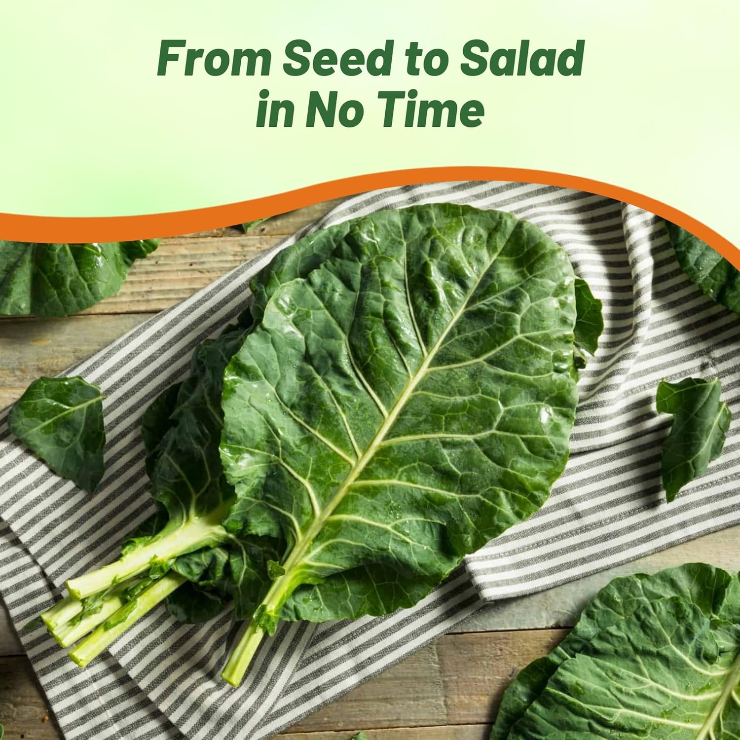 Swiss Chard Green Nutritious Herb