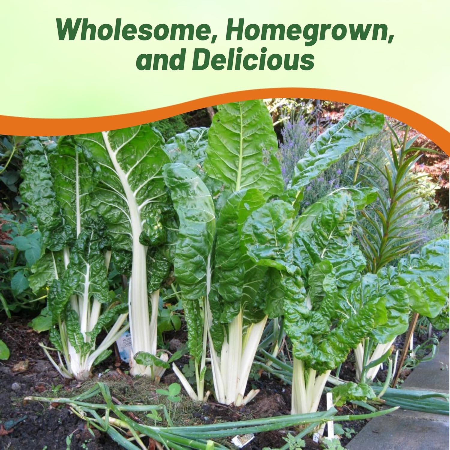 Swiss Chard Green Herb Garden