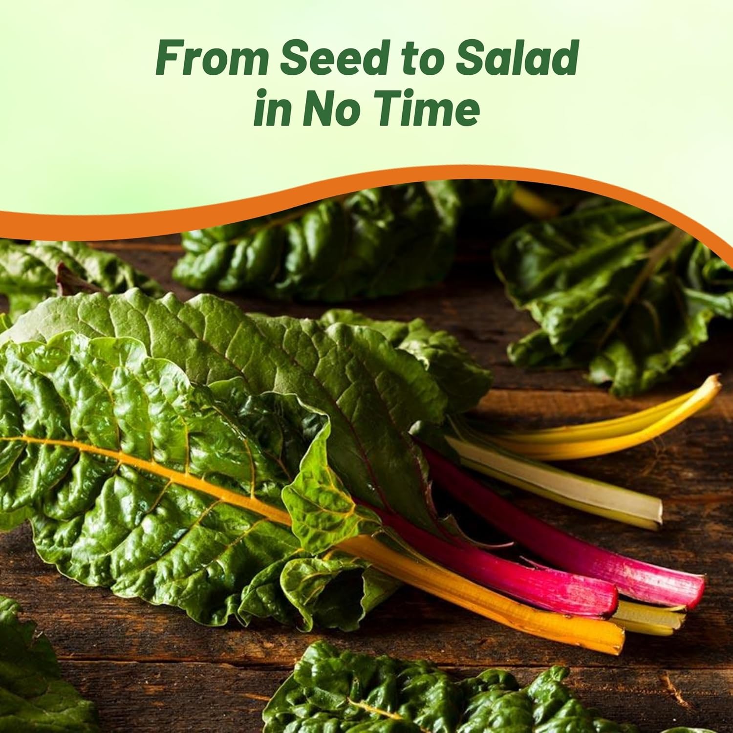Swiss Chard Mix Herb Garden