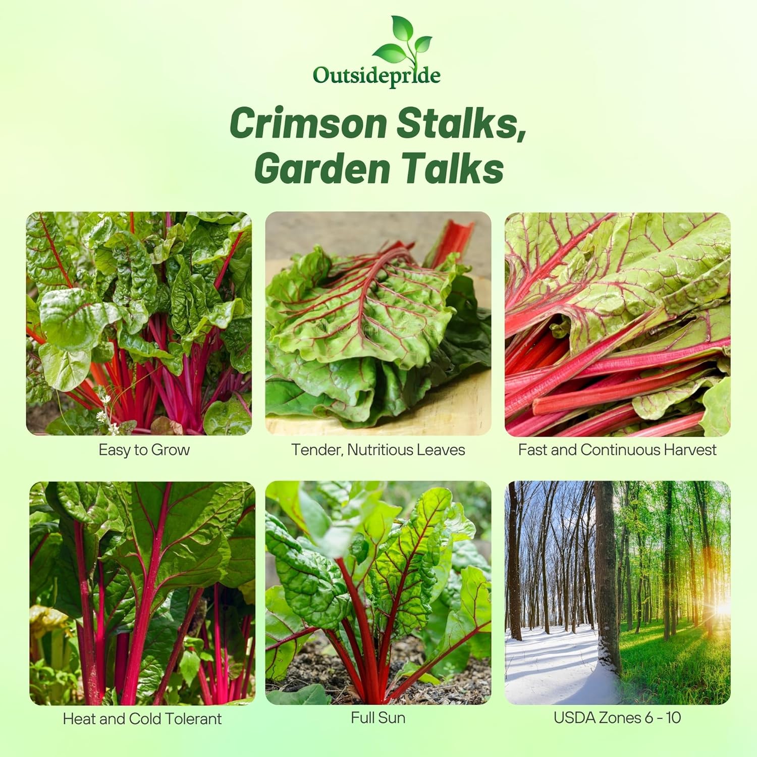 Swiss Chard Red Grown From Seeds