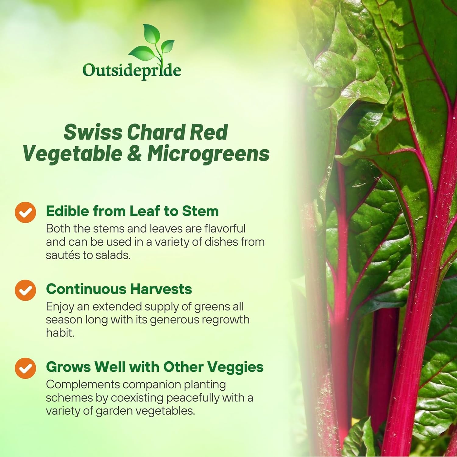Swiss Chard Red Vegetable Garden