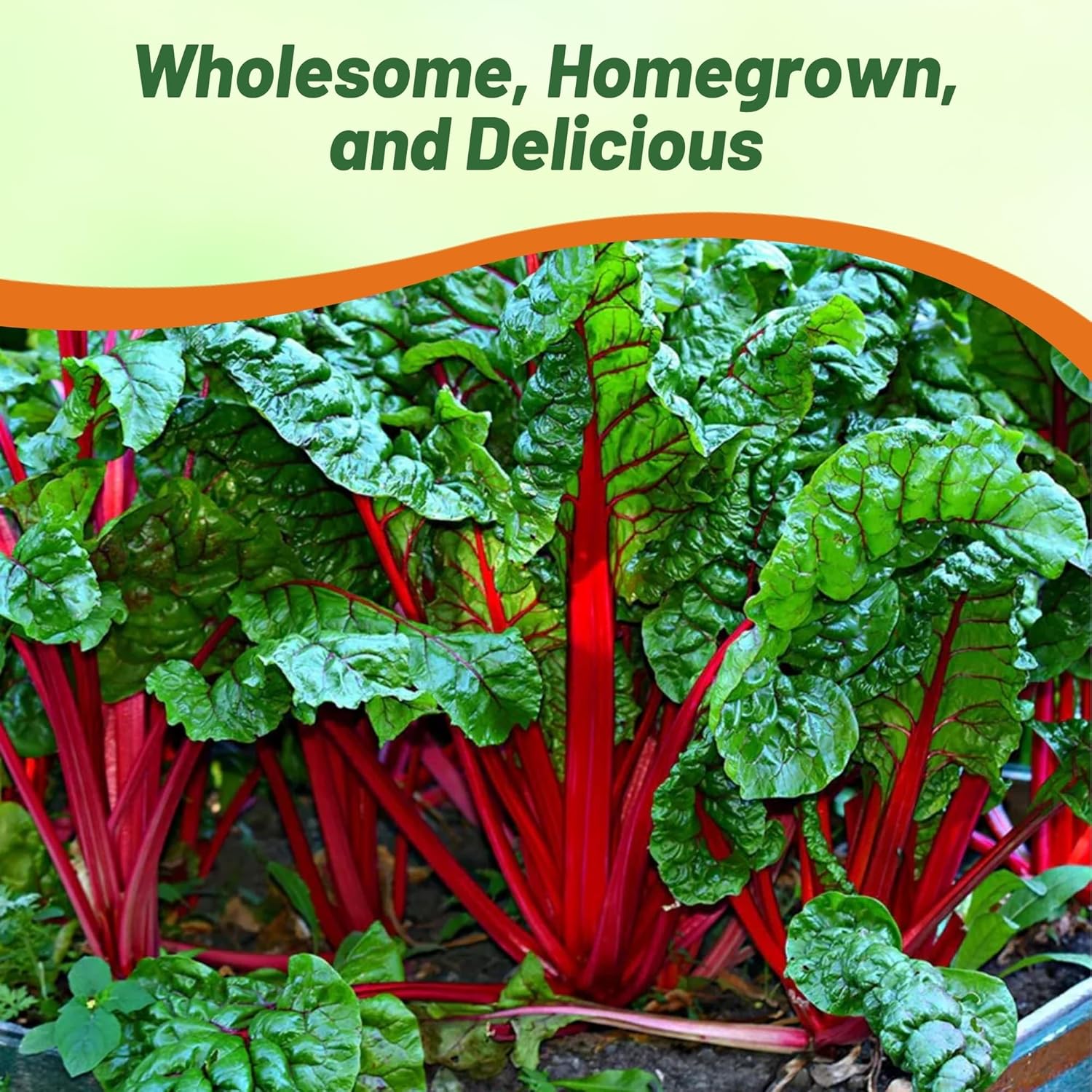 Swiss Chard Red Culinary Herb