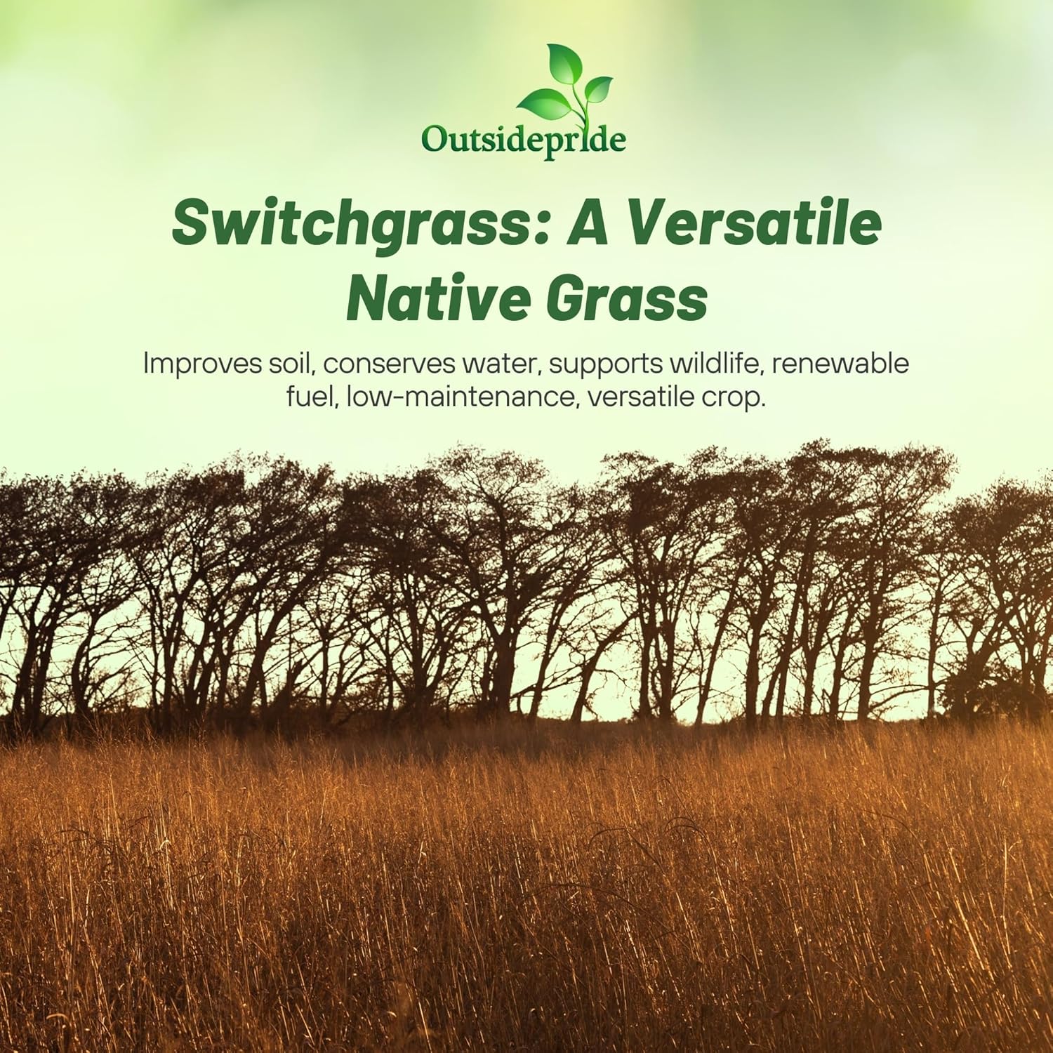 thumbnail image 2 of 1 Lb Switchgrass Seeds – Native Tall Prairie Grass (Panicum Virgatum) Perennial 2 of 5