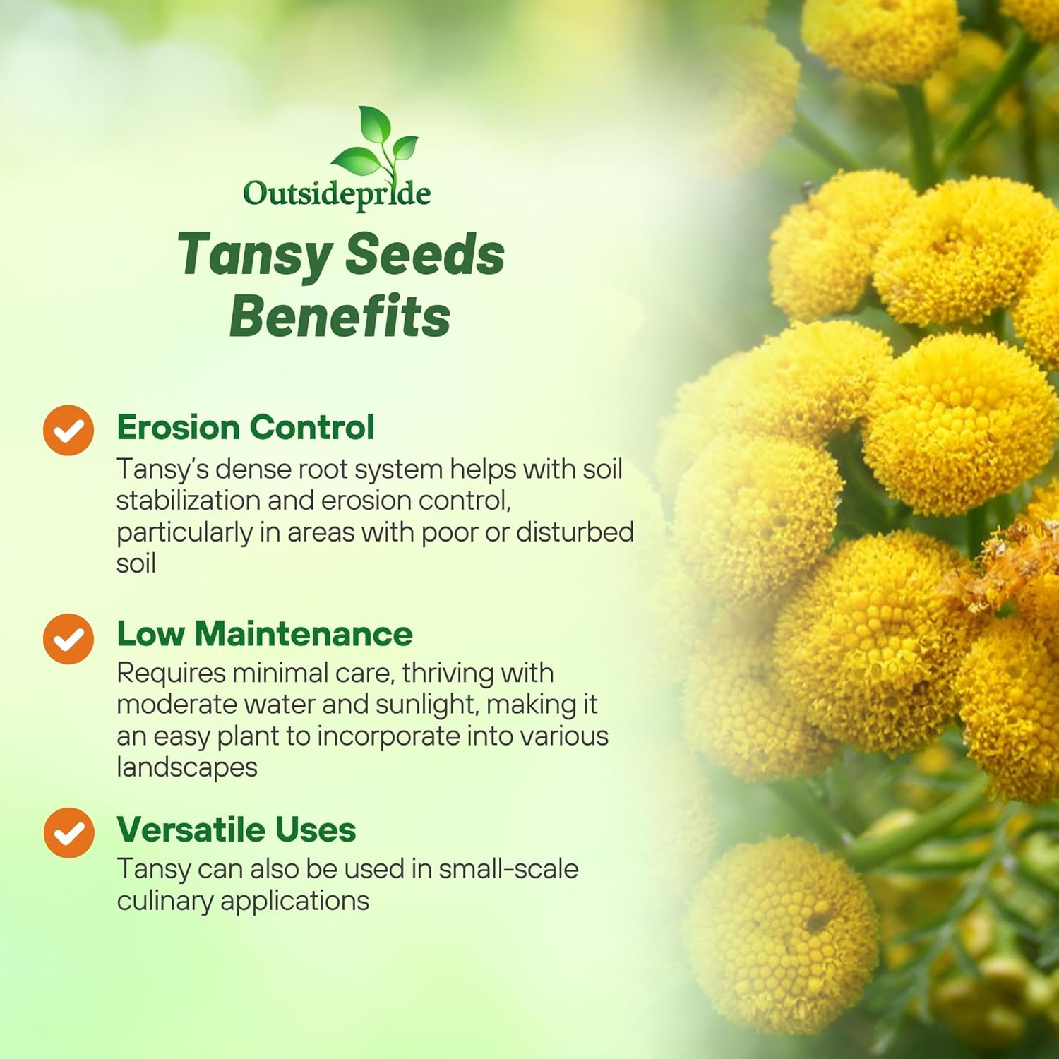 Tansy Herb Garden Seeds
