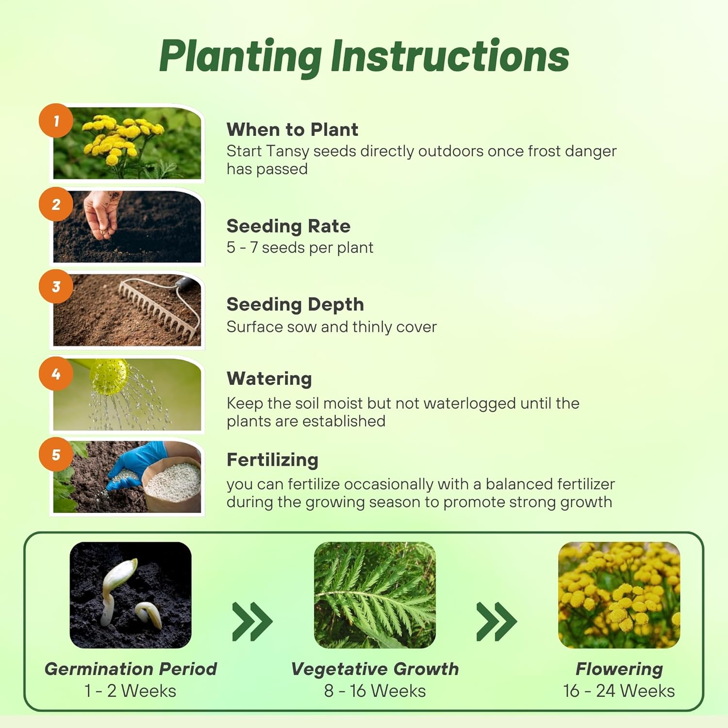Tansy Planting Directions