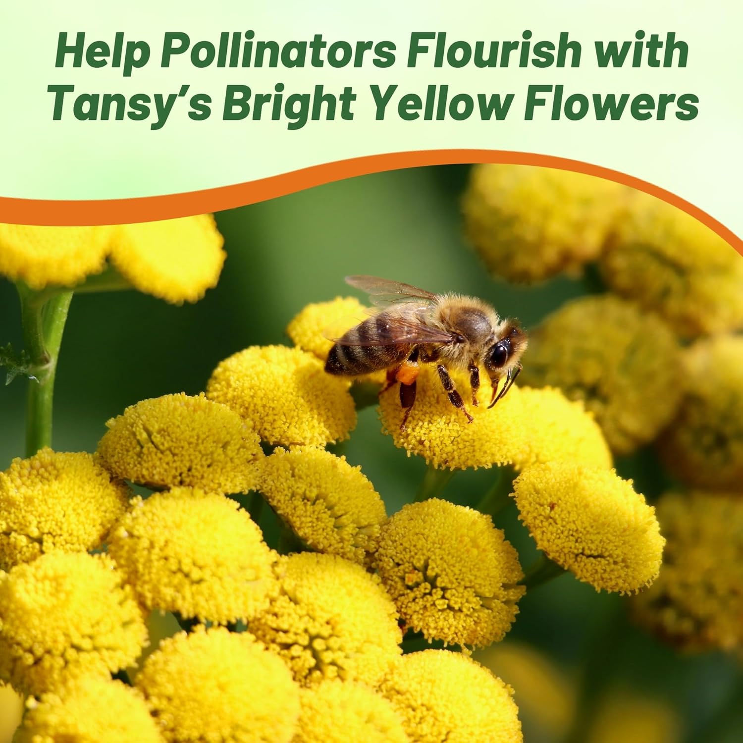 Tansy Flower Seeds