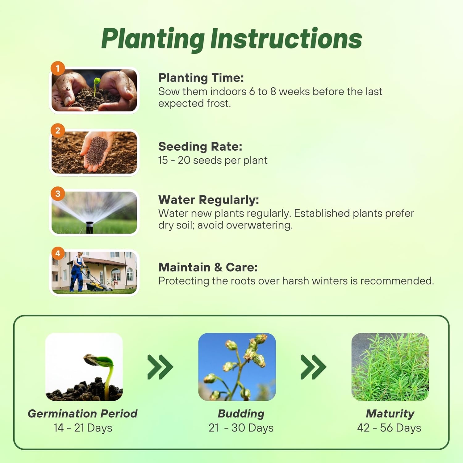Tarragon Herb Planting Directions