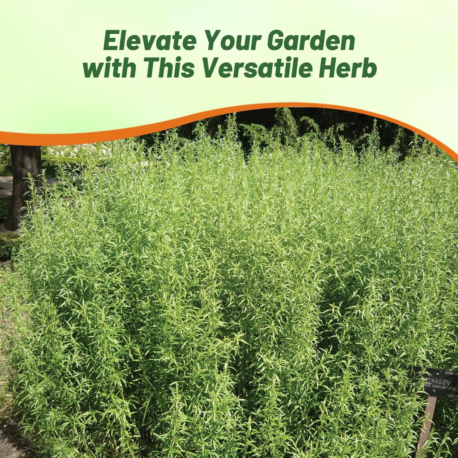 Tarragon Growing Herb In Garden