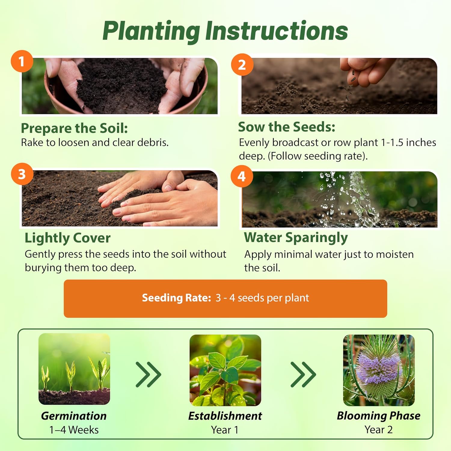 Fuller's Teasel Seed Planting Directions