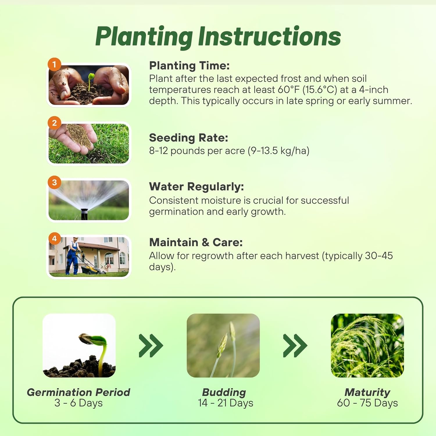 Teff Planting Directions