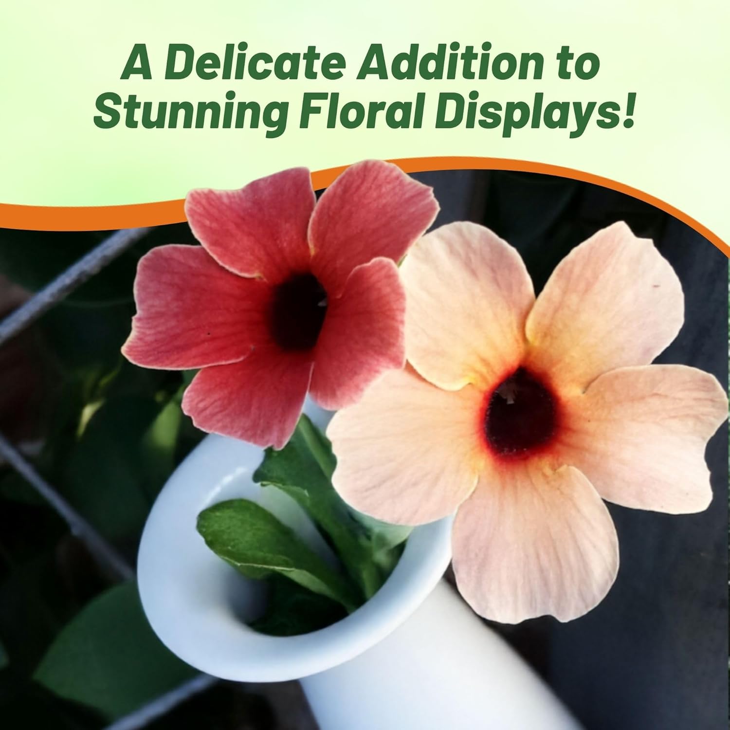 Thunbergia Blushing Susie Vine Seed