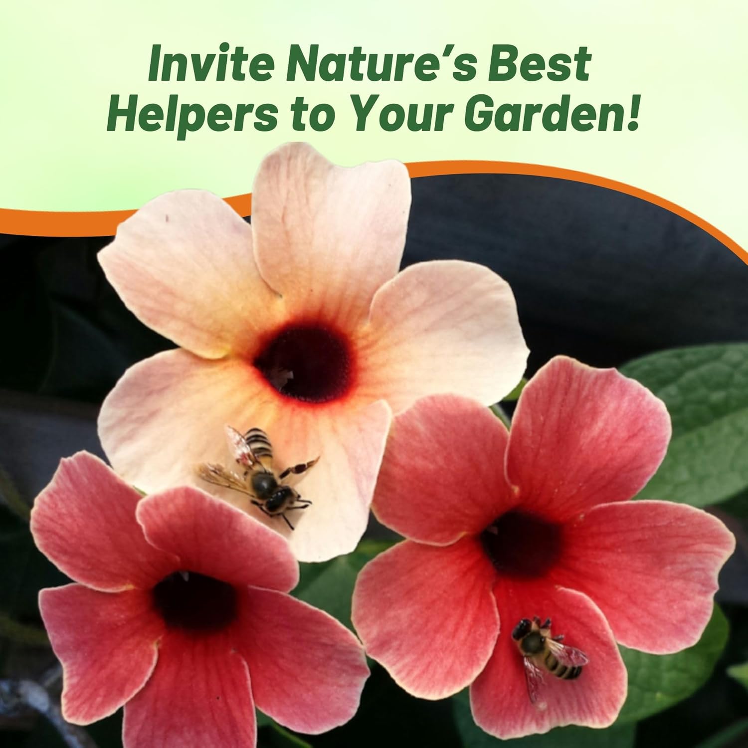 Black-eyed Susan Blushing Susie Vines