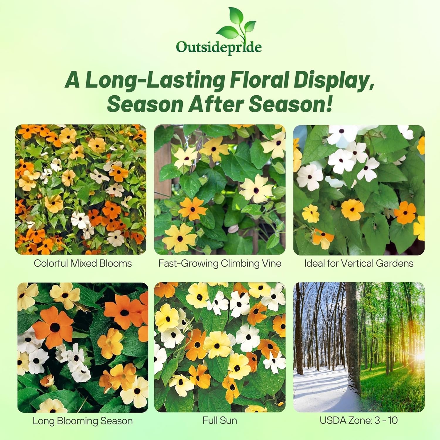 Thunbergia Vining Flower Mix