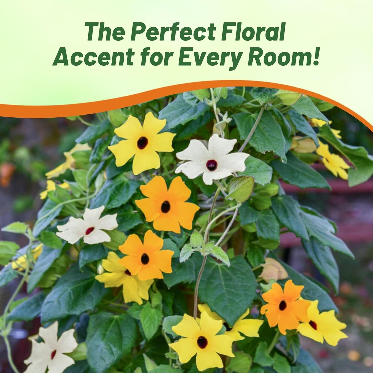 Thunbergia Vine Flower Seed Mix