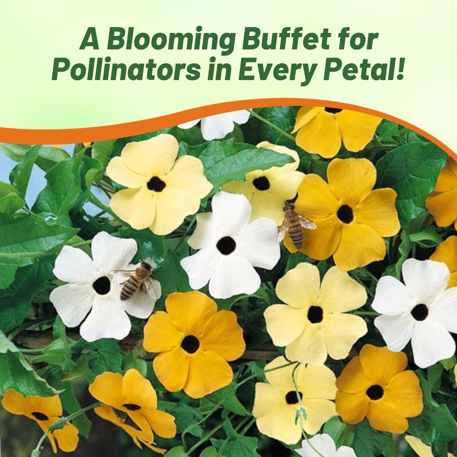 Black-eyed Susan Vine Garden Flower Mix