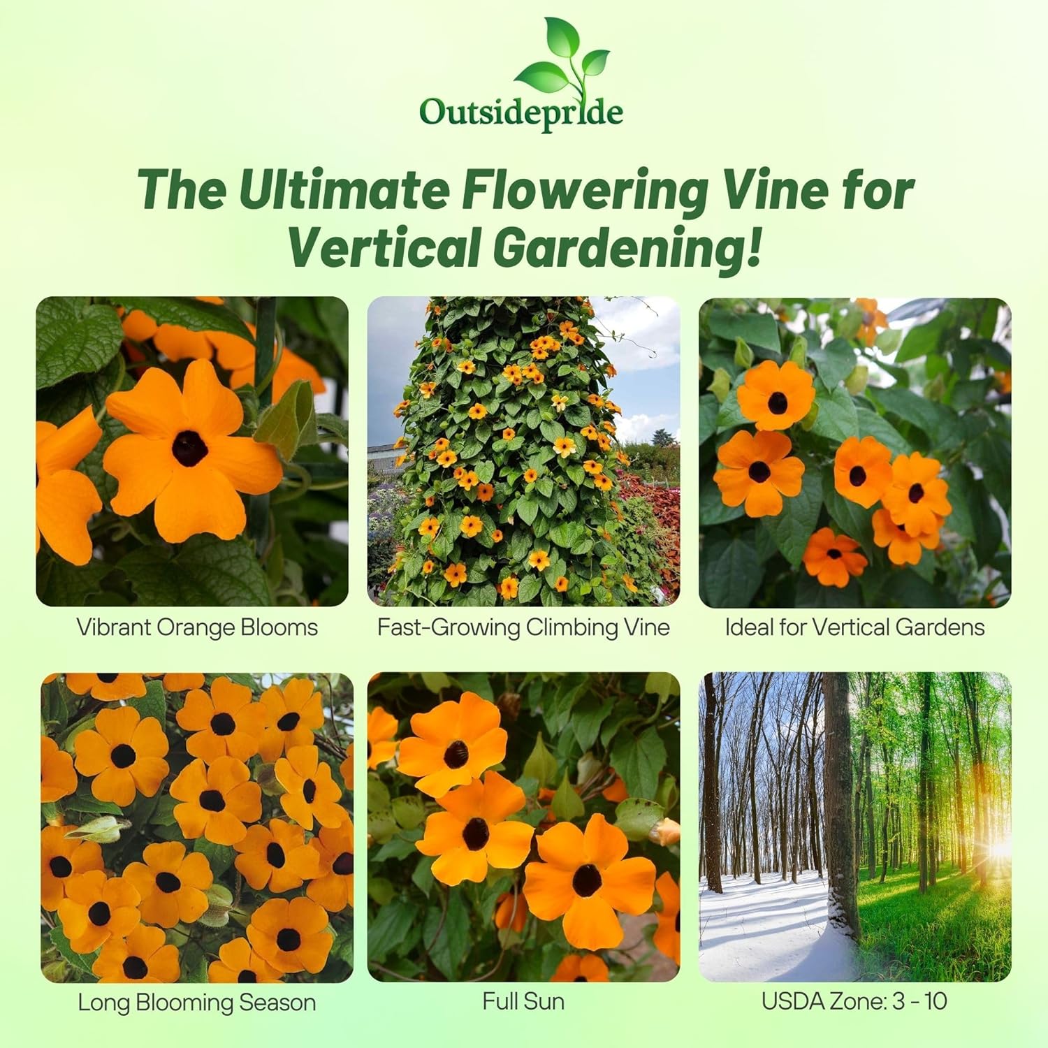 Black-eyed Susan Vine Orange Flowers