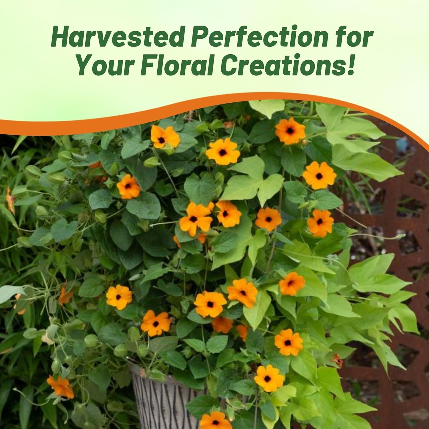 Thunbergia Orange Vining Flowers