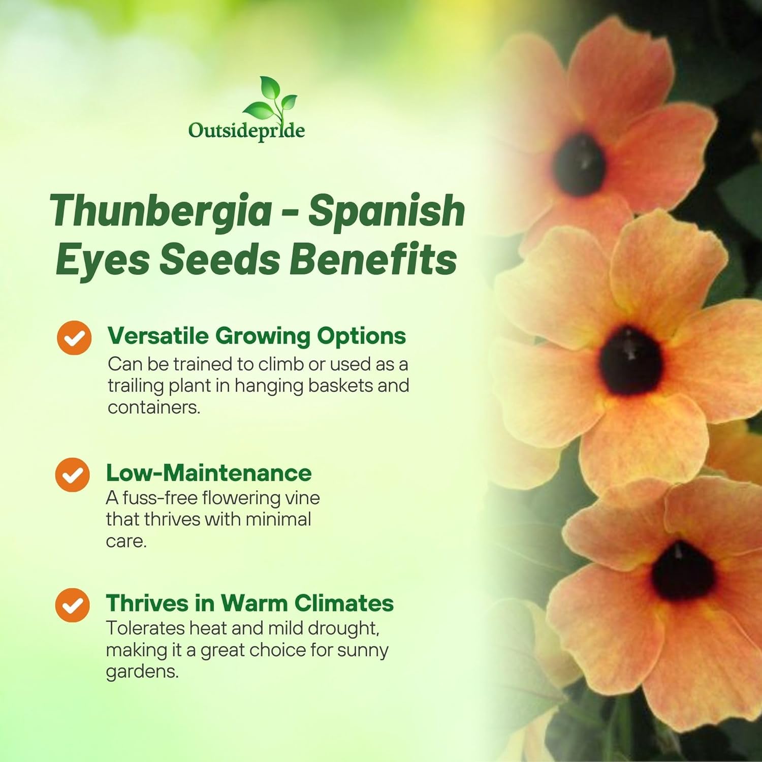Thunbergia Spanish Eyes Vines