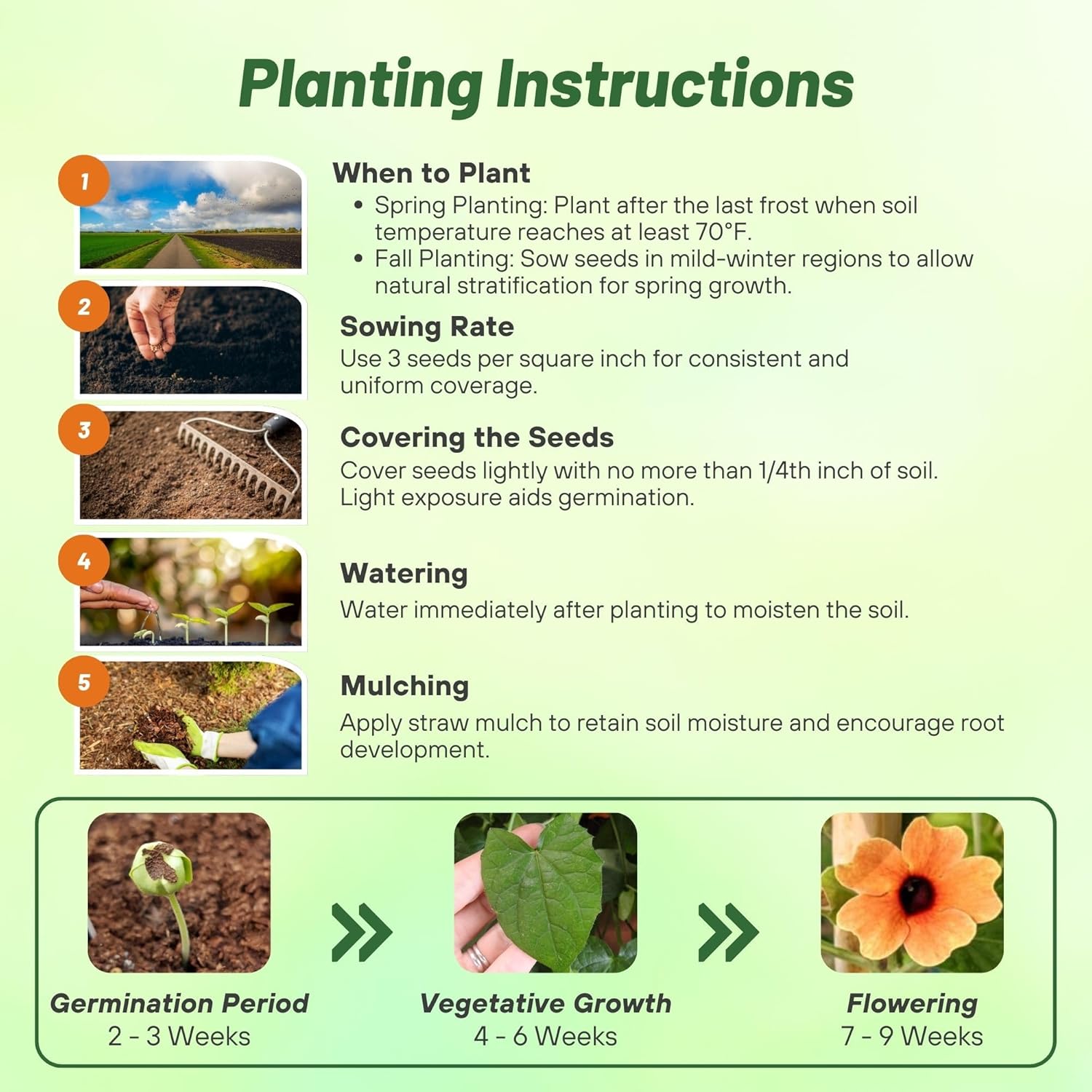 Black-eyed Susan Spanish Eyes Planting Directions