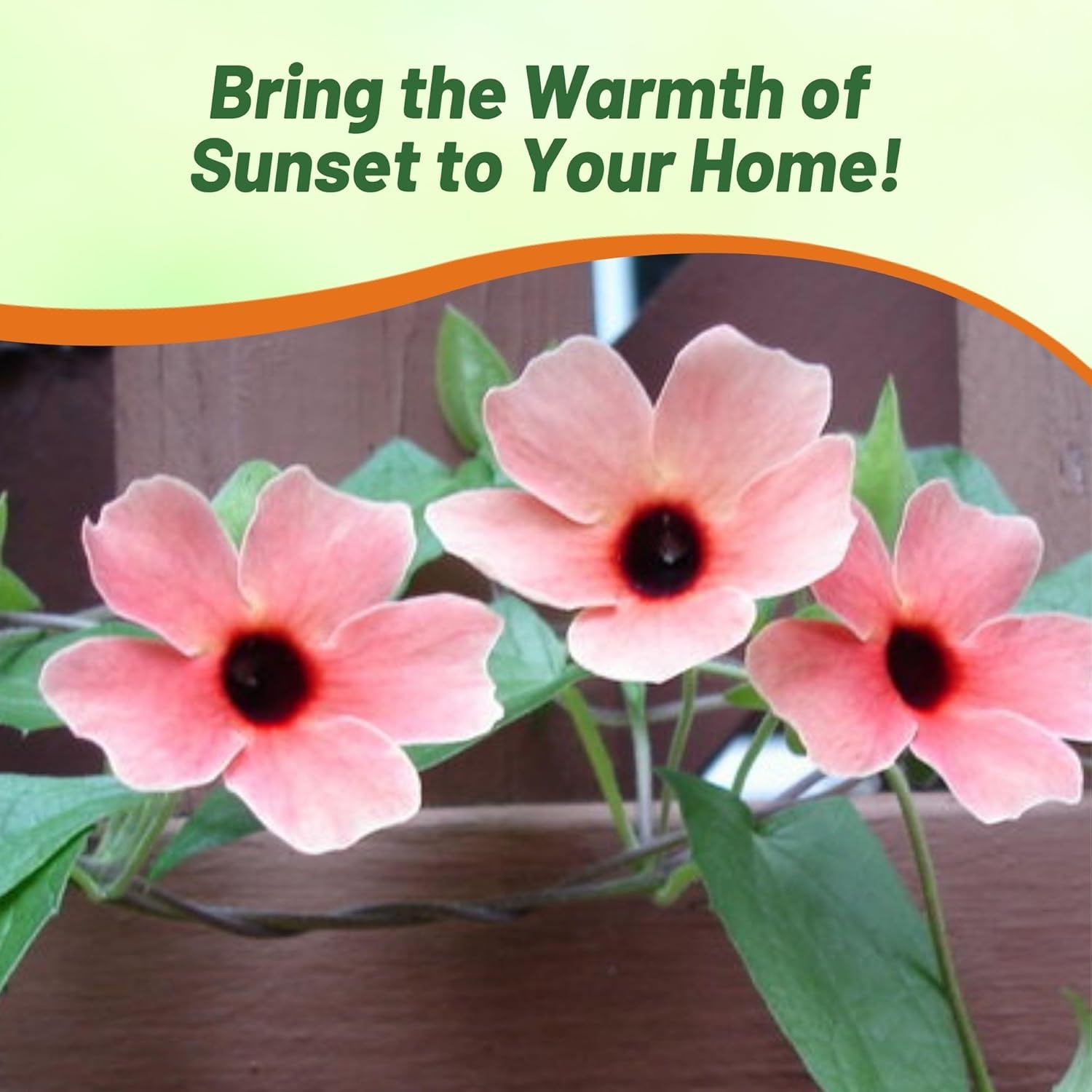 Black-eyed Susan Spanish Eyes Vine Seeds