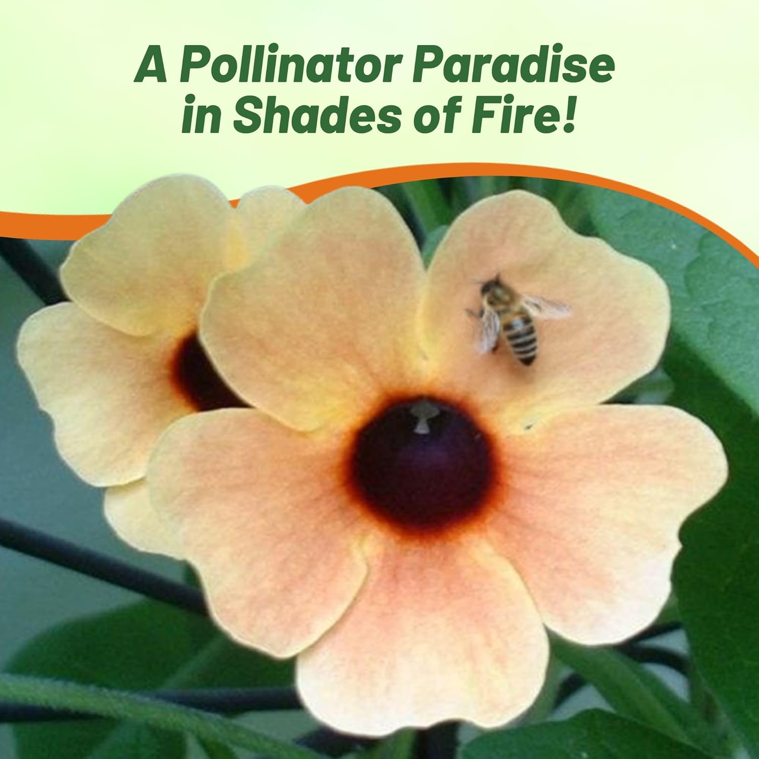Black-eyed Susan Spanish Eyes Pollinator Plants