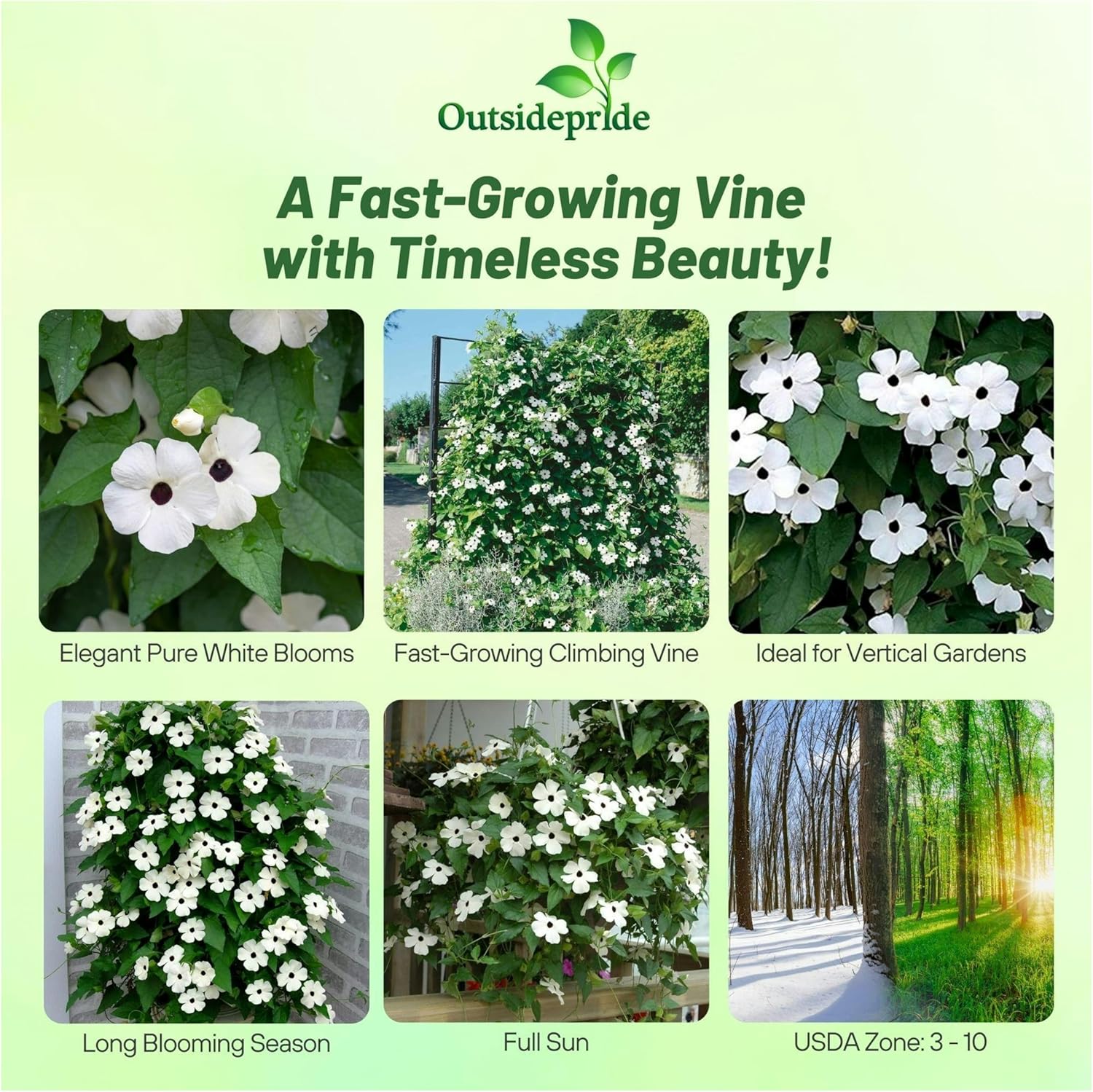Black-eyed Susan White Climbing Vines
