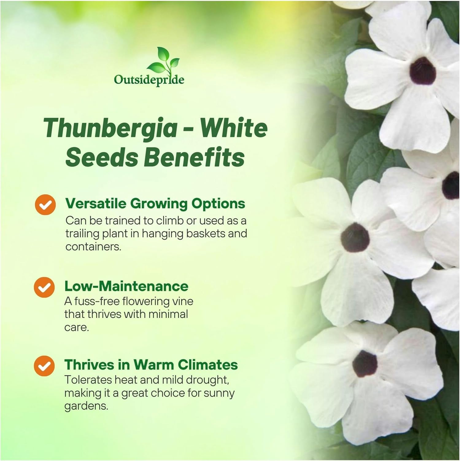 Black-eyed Susan White Vine Seeds