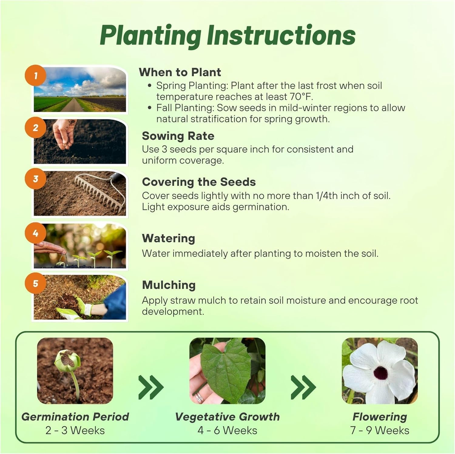 Thunbergia White Planting Directions