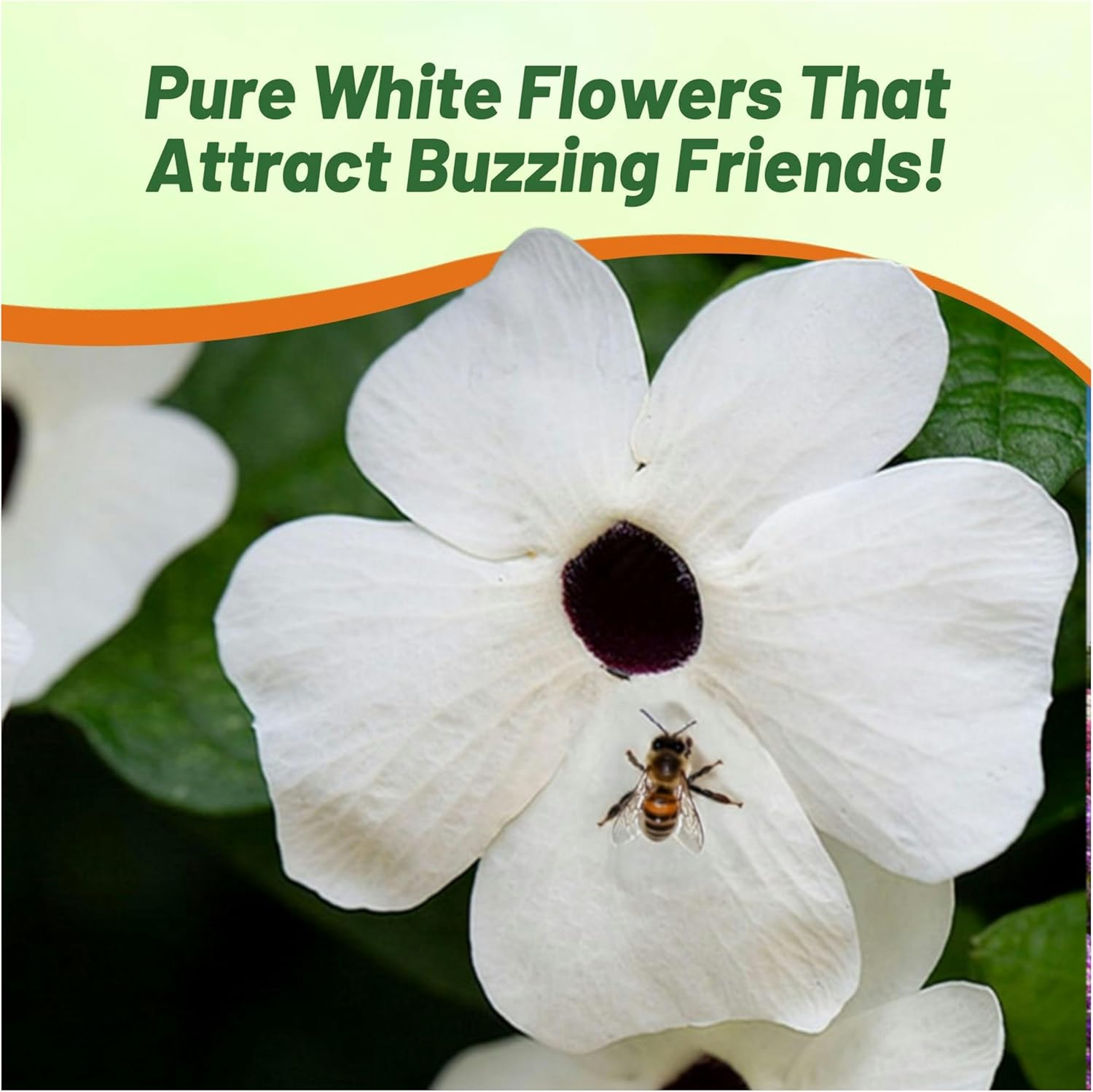 Thunbergia White Flowering Vine Seeds