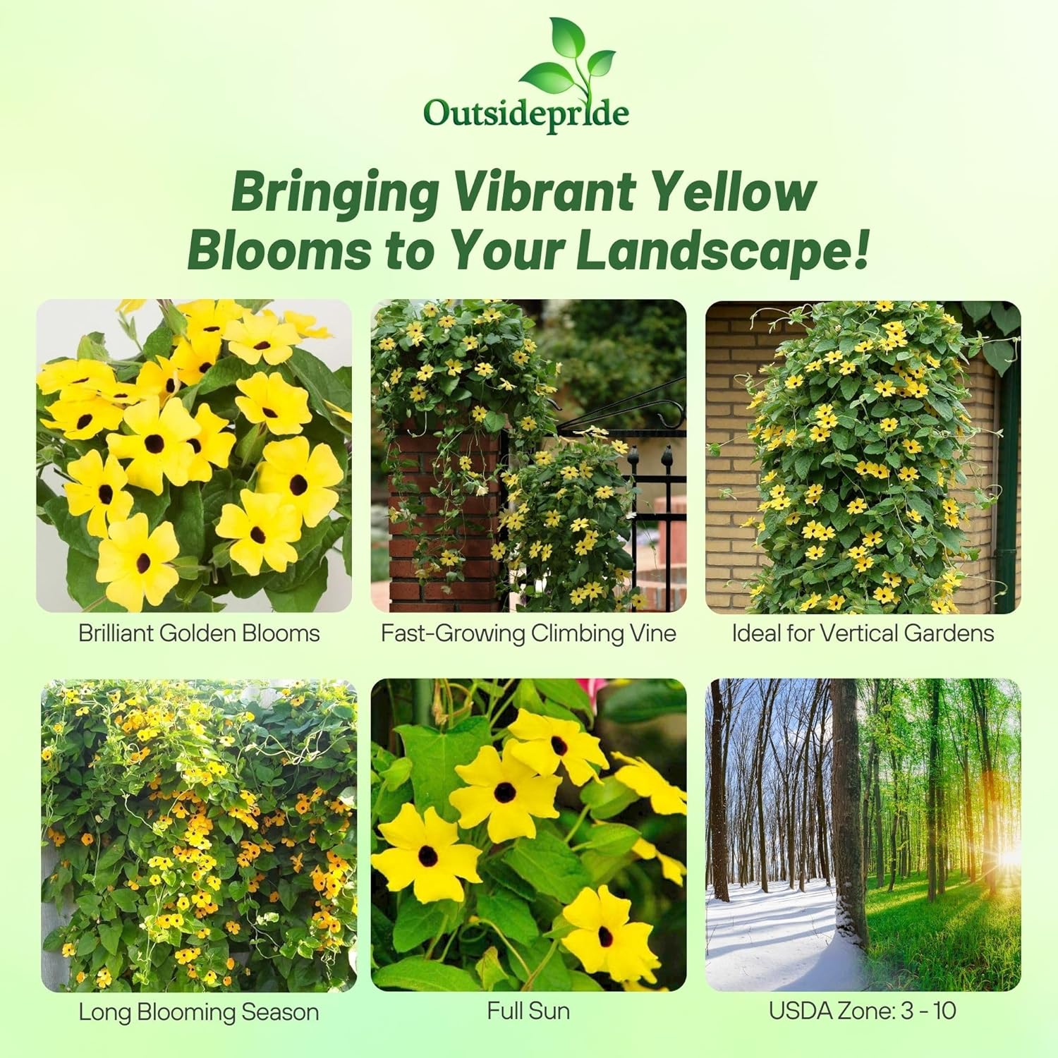 Yellow Climbing Black-eyed Susan Vines