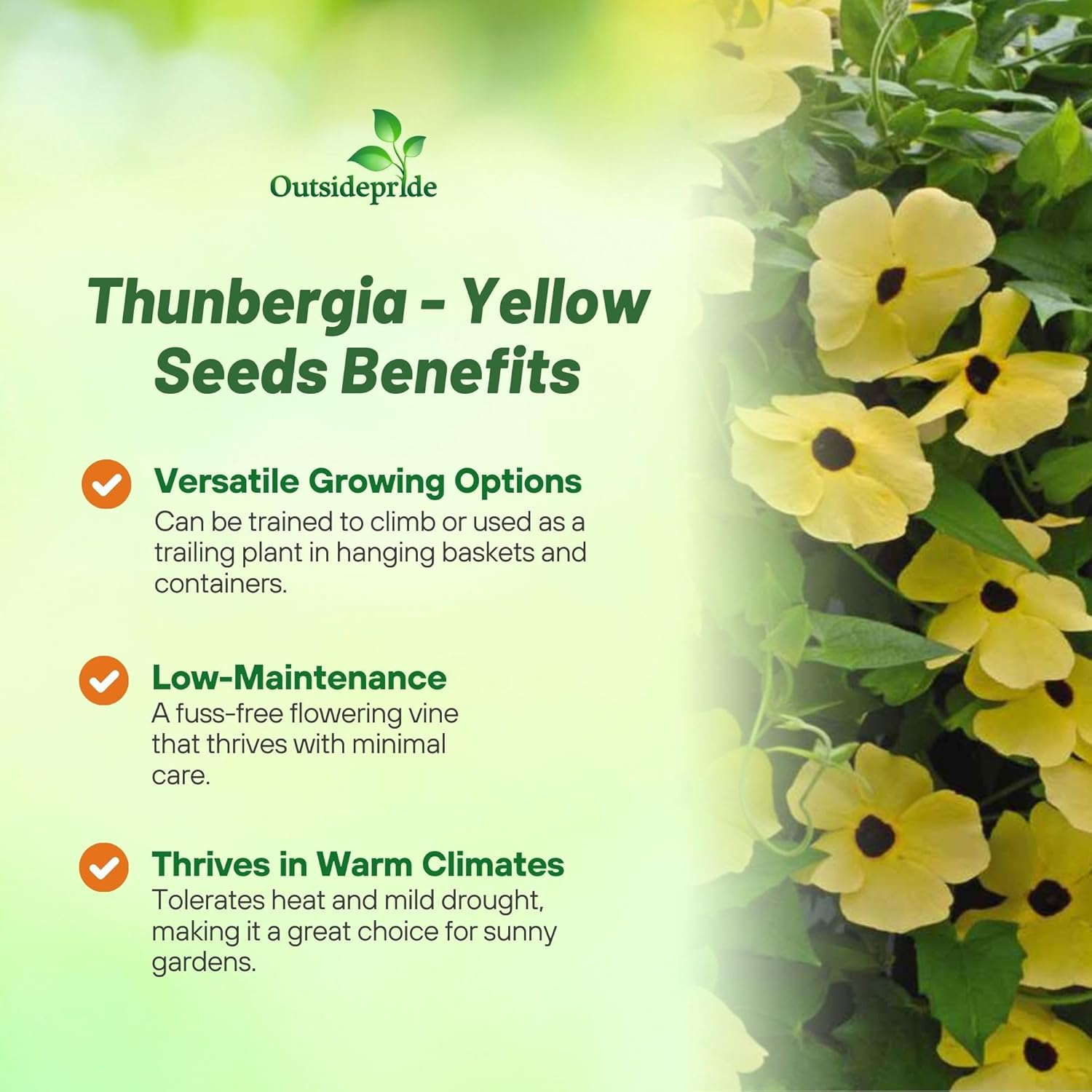 Yellow Thunbergia Vining Trellis Plants