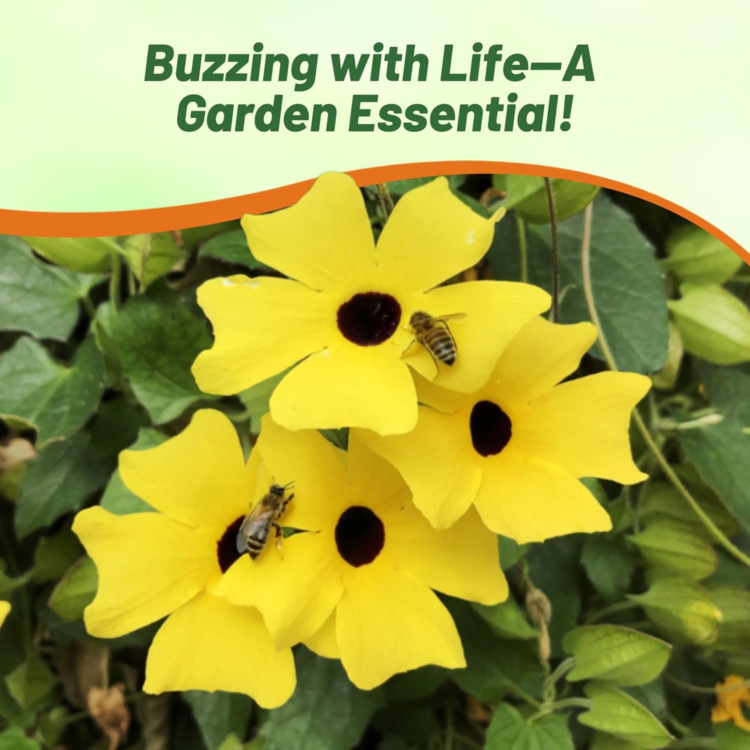 Yellow Thunbergia Climbing Garden Flowers