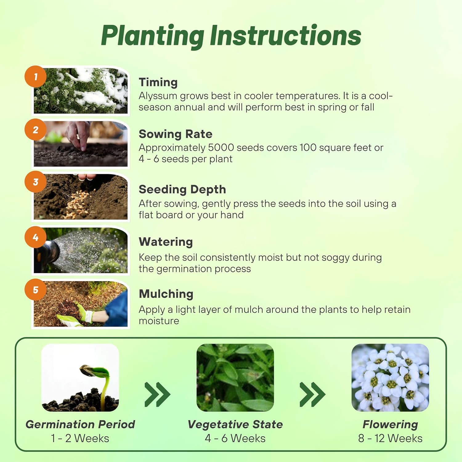 Alyssum Tiny Tim Planting Directions