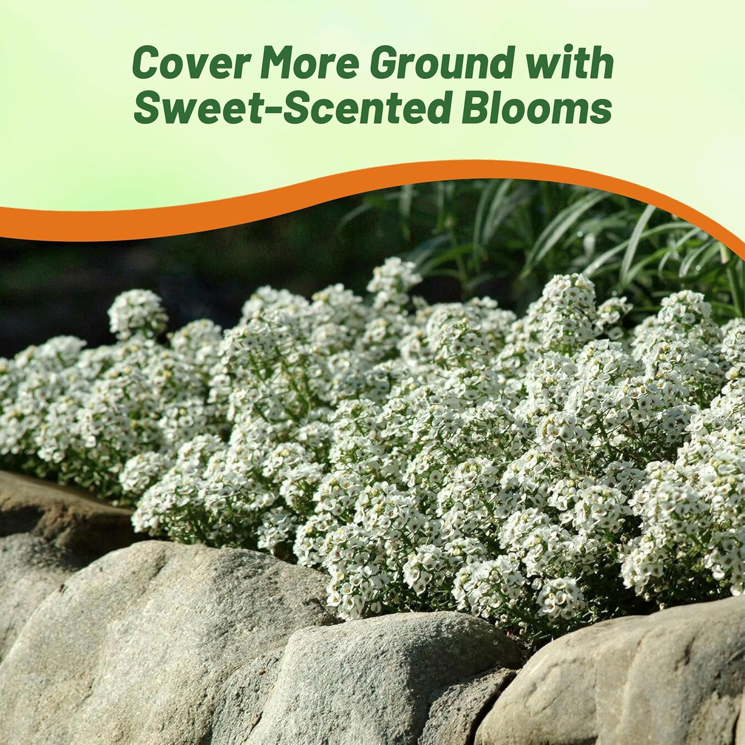 Alyssum Tiny Tim Ground Cover
