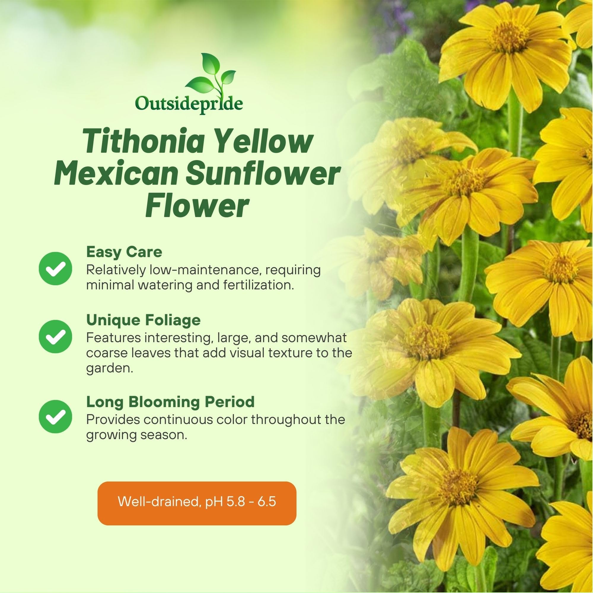 Tithonia Yellow Torch Flowers