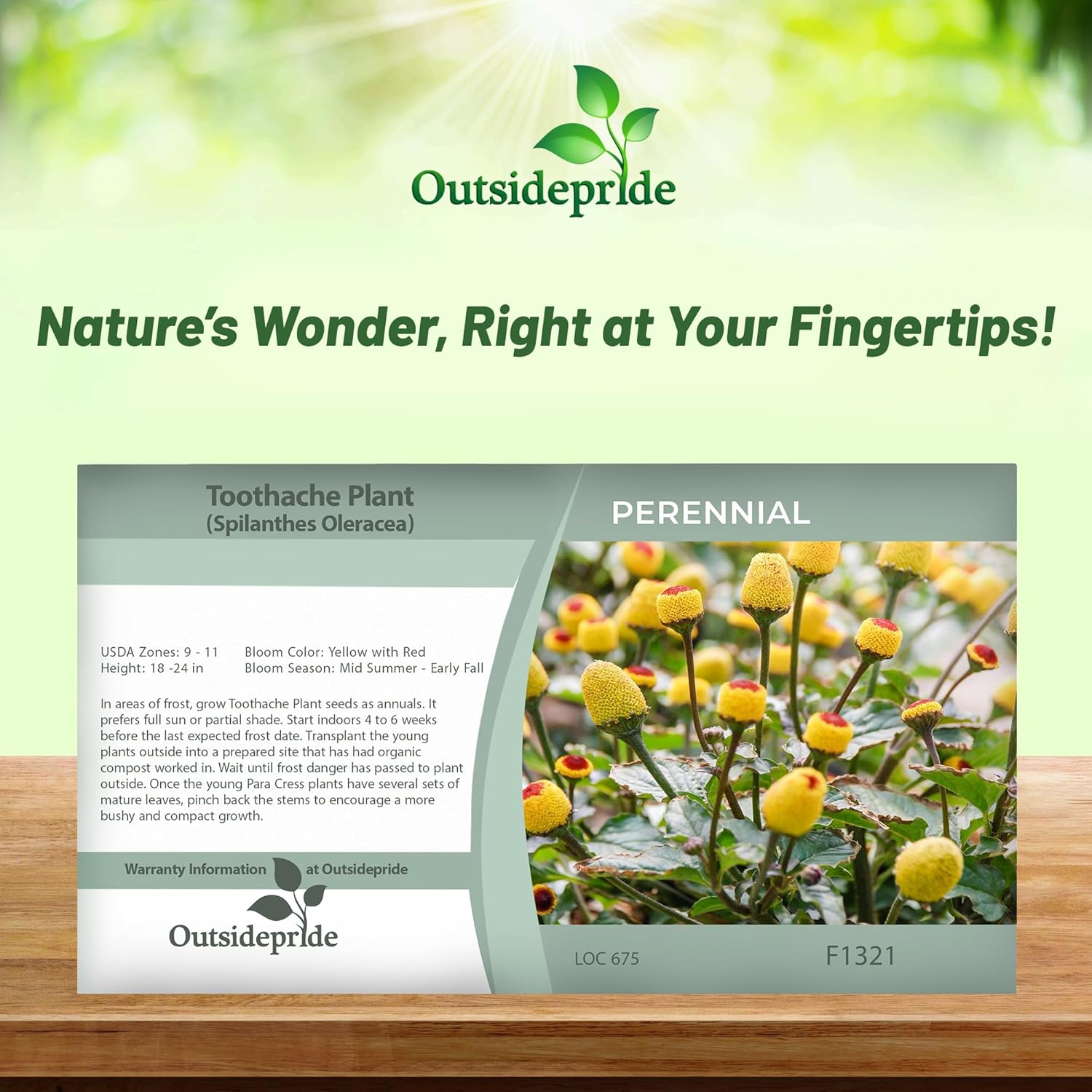 Toothache Plant Herb Seed Packet