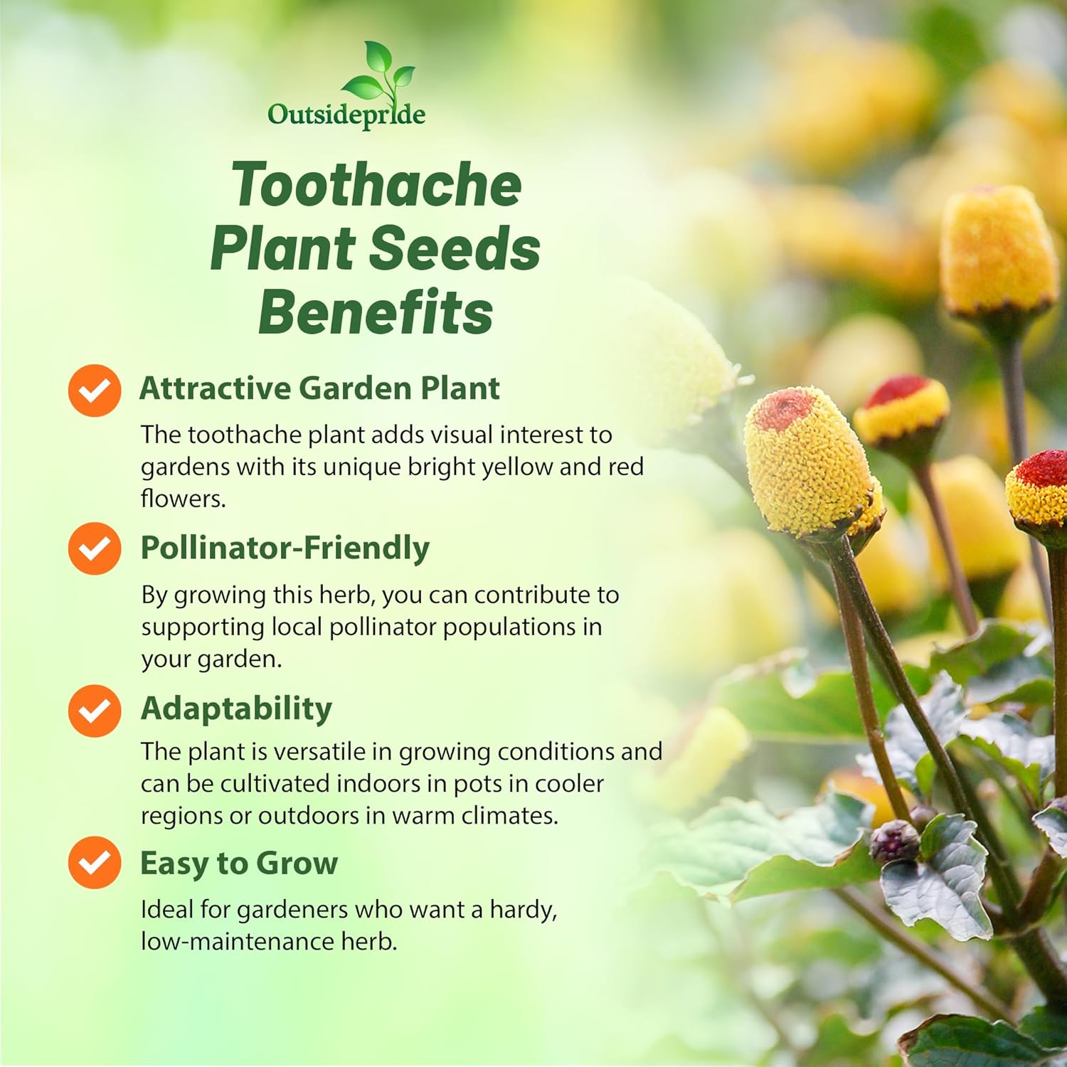 Toothache Plant Herb Garden