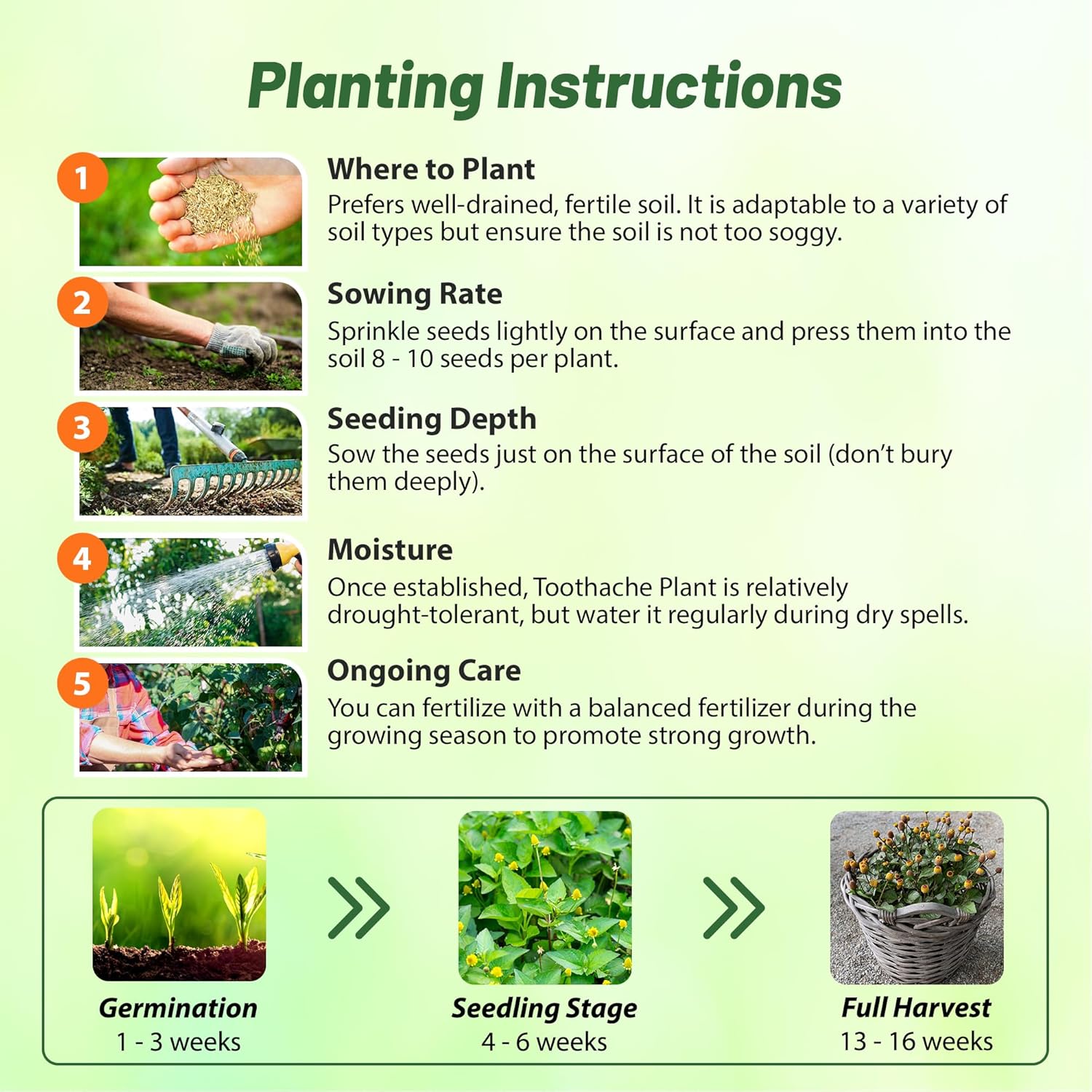 Toothache Seed Planting Directions