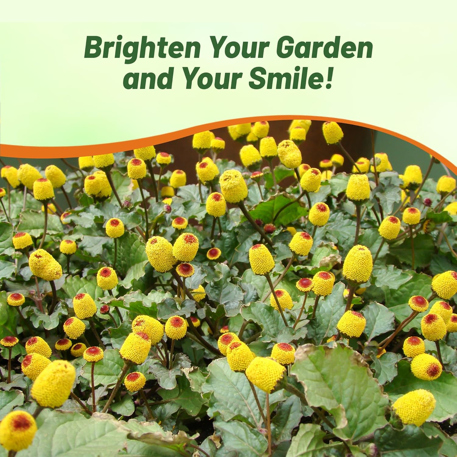 Toothache Plant Medicinal Herb