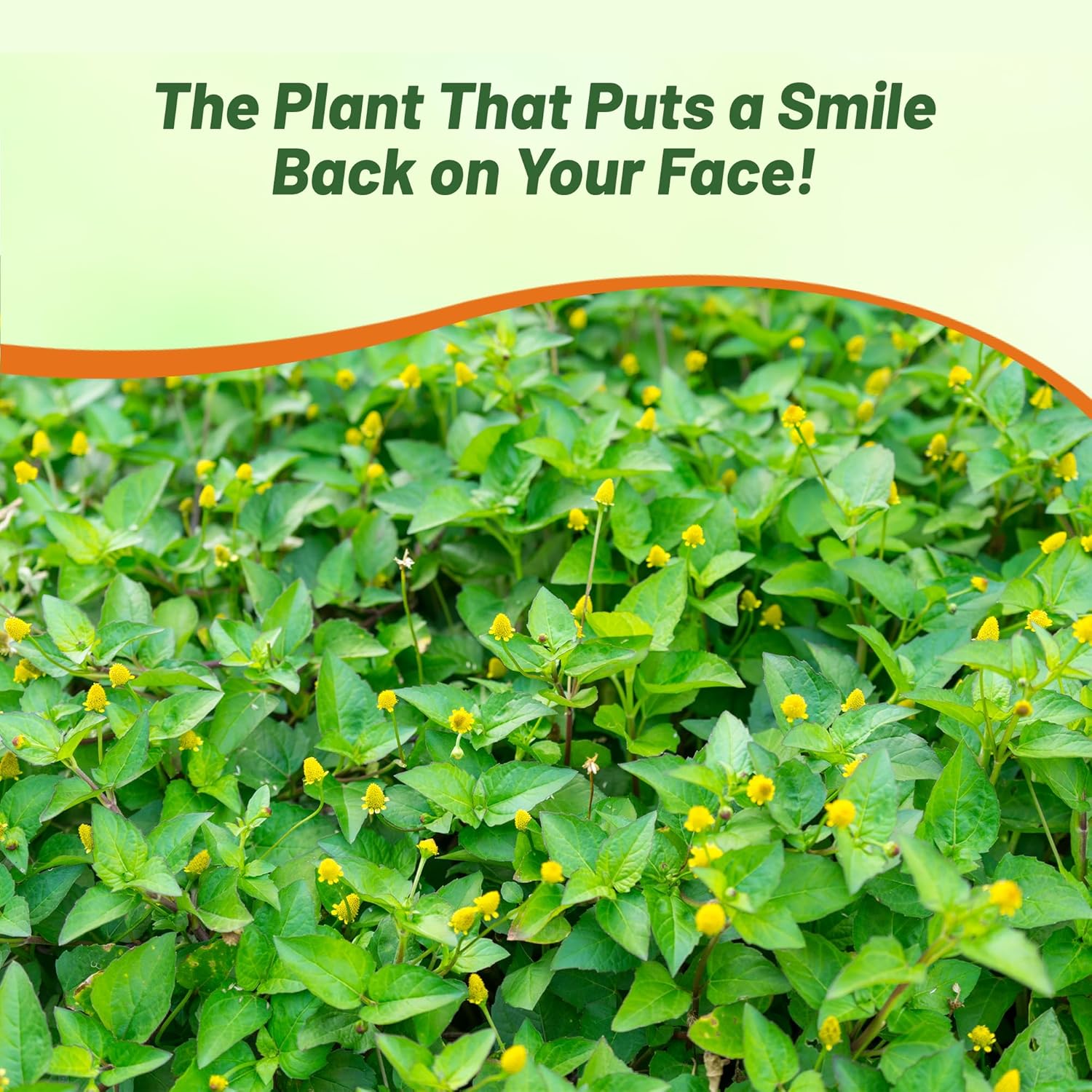 Perennial Toothache Herb Garden Plant