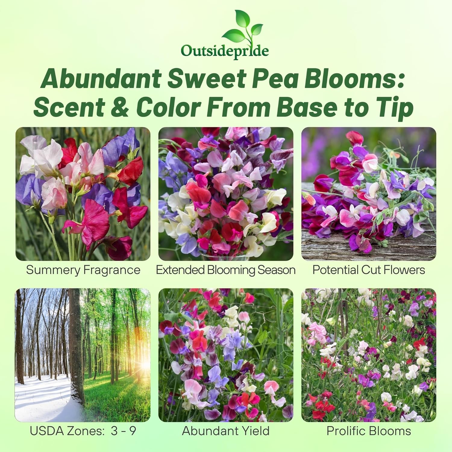 Lathyrus Odoratus Top To Bottom Mix