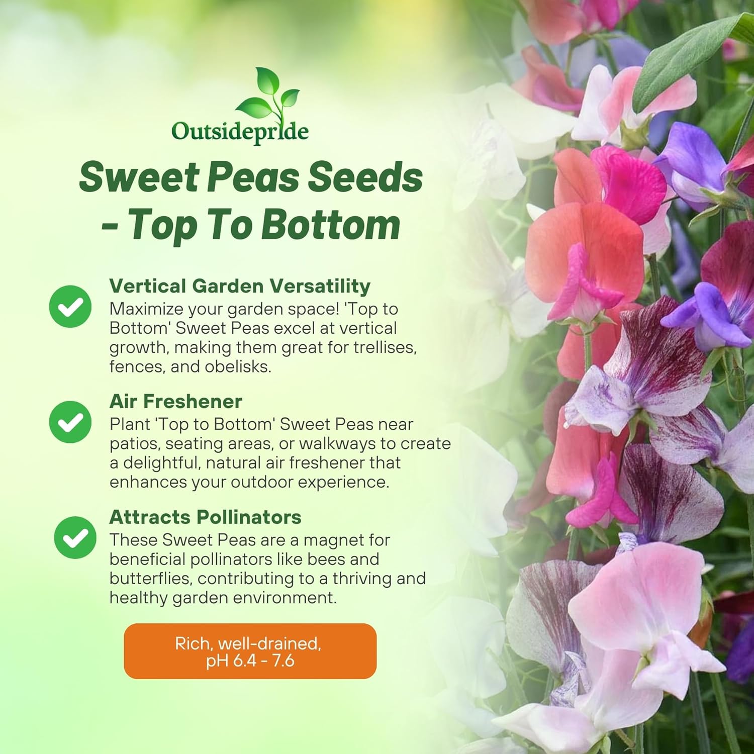 Sweet Pea Top To Bottom Seeds
