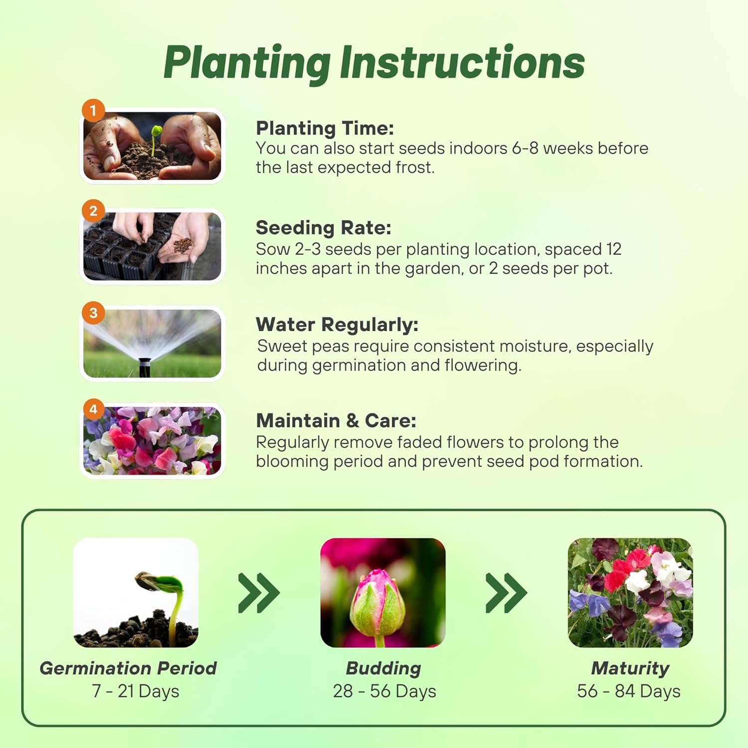 Sweet Pea Top To Bottom Planting Directions