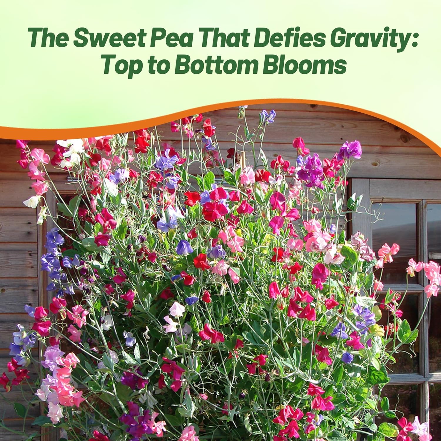 Sweet Pea Top To Bottom Flower Garden