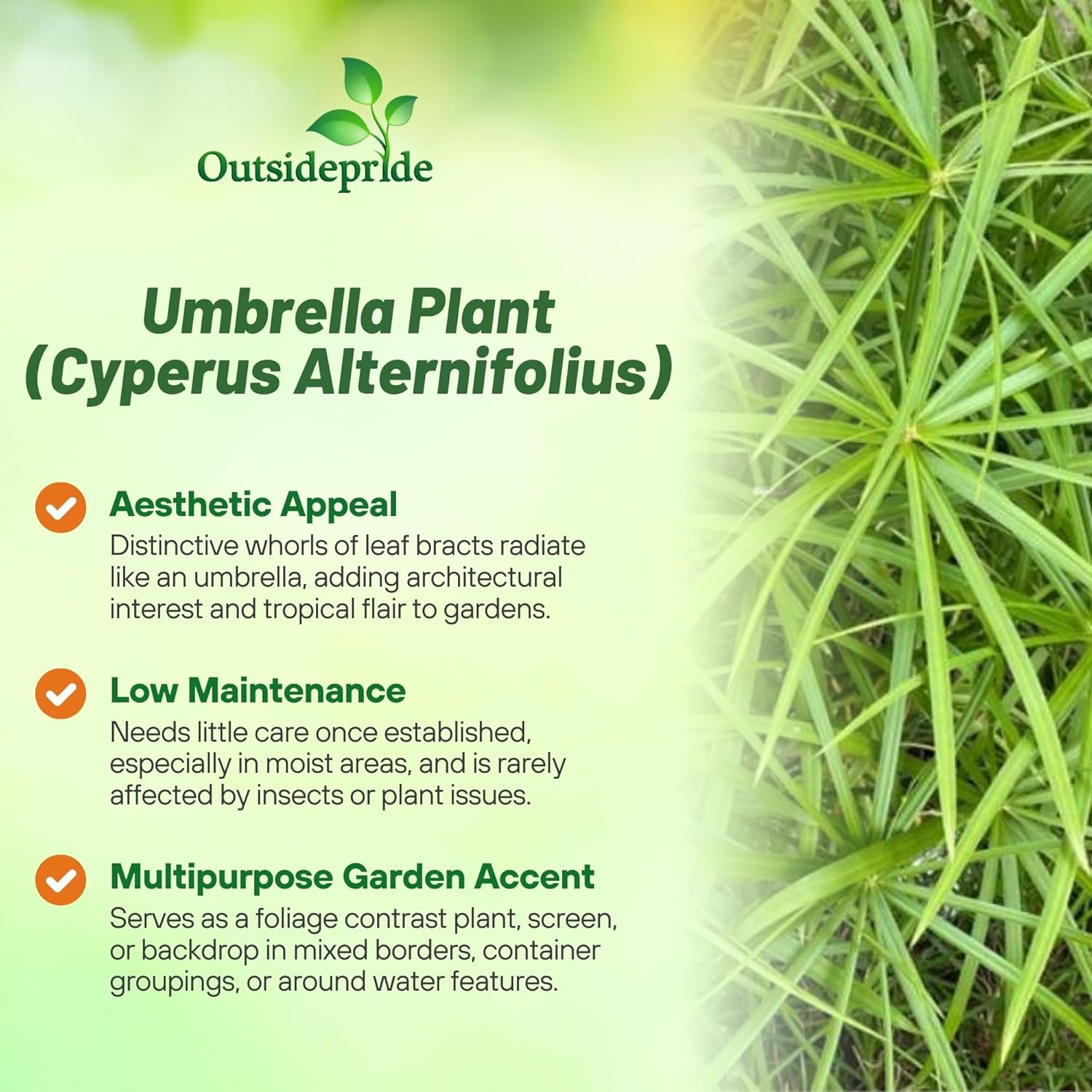 Umbrella Grass Plant Garden